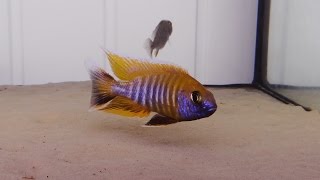 MALAWI CICHLIDS AULONOCARA JACOBFREIBERGI YELLOW SELECT [upl. by Annaeg]