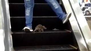 Rat on Mall Escalator Freaks Out Shoppers [upl. by Lejeune]