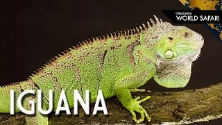 6 Insane Iguana Facts [upl. by Eiblehs232]