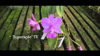 Cattleya walkeriana tipo quotSuperaçãoquot TE [upl. by Kraft]