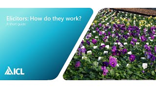 Elicitors How do they work  ICL Professional Horticulture [upl. by Alegnave]