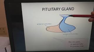 Pituitary gland in telugu [upl. by Kristopher]