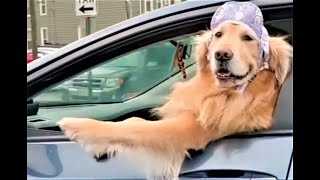 Die besten Hunde Videos 2021 Teil 3 Cute and Funny Dogs Videos [upl. by Arlinda]