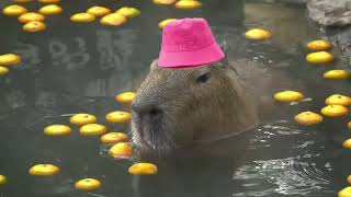 capybara masbro song for 1 hour 1 jam relaxing [upl. by Heinrich]