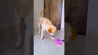 मेरे डॉगी की बेस्ट फ्रेंड कौन है😥funnydogs shorts [upl. by Nodgnal524]