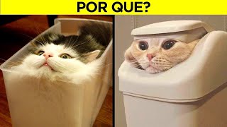 Os Comportamentos Mais Estranhos Dos Gatos Finalmente Explicados [upl. by Knowles]