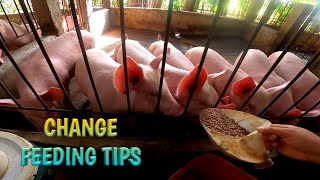 LATEST UPDATE  CHANGE FEEDING TIPS  TERZAGHI TV [upl. by Artaed]