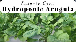 Growing Adagio Arugula with a Suspended Pot Non Circulating Hydroponic Kratky Method [upl. by Yelrebmik663]