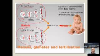 Chromosomes genes and alleles  brief overview [upl. by Nerat]