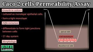 Caco 2 Cells Permeability Assay [upl. by Nyrmak]