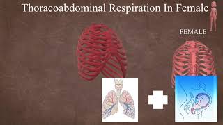 Anatomy behind thoracoabdominal female amp abdominothoracic respiration male [upl. by Kolva]