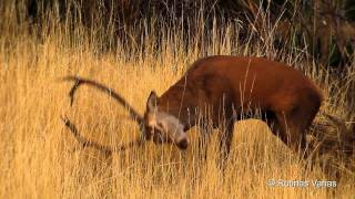 Ciervo excitándose Red deer Cervus ElaphusBerrea 2011Rutting Season [upl. by Torry]