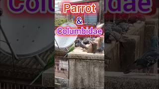 Parrot amp Columbidae youtube shortvlogsocialmedia [upl. by Ylrae]