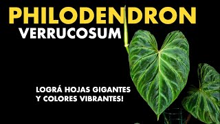 🌱 Guia definitiva para cuidar tu Philodendron verrucosum y que haga hojas gigantes [upl. by Inaflahk]