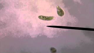 Living Euglena Gracilis Swimming Under Microscope [upl. by Isle]