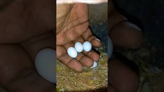 முட்டை 🥚 🥚 மாத்தலாம் வாங்க 🥚🥚  Part  2 [upl. by Lzeil]