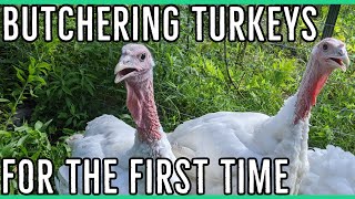 Raising Turkey for Meat  MUST KNOW  Beginners Guide [upl. by Corby]