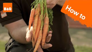 How to grow amp harvest carrots [upl. by Doti]