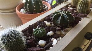 Mealybugs On My Cacti This Video Shows How To Get Rid Of Them [upl. by Othelia]