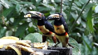 Collared Araçari in Costa Rica [upl. by Matilda]