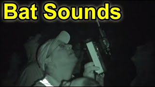 What Do Bats Sound Like Listen amp Hear ItWith A Special Bat Detector [upl. by Atineb18]