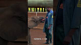 Meet Matthews an elephant keeper in Zambia [upl. by Bainbridge889]