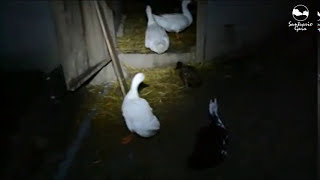 Los patos son los últimos en el Santuario en irse a dormir [upl. by Nasar479]