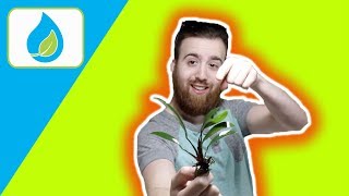 PLANTING ANUBIAS IN SUBSTRATE HOW TO  Quick Tip 003 [upl. by Acile868]