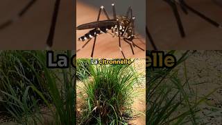 La citronnelle pour se protéger des moustiques NON  insectes animaux nature science [upl. by Esenaj407]