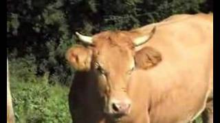 Vercors  vache villard de Lans cow [upl. by Jaqitsch300]