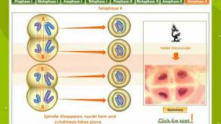 Meiosis Reduction Division [upl. by Gluck]