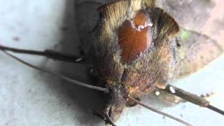 🐝 Giant Japanese Moth  Order Lepidoptera  Real Japan Monsters [upl. by Isleana]