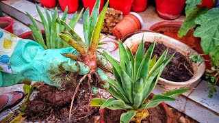 Propagation of Agave Plant  Fun Gardening [upl. by Annalla7]