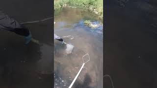 Electrofishing Brown Troutfishing fishingvideo electrofishing [upl. by Docilla964]