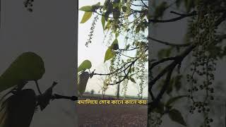 Tanmoy SaikiyaNew Assamese SongWhatsApp status shortsfeed shorts viral [upl. by Barbey]