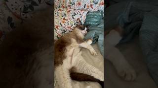 Sleepy snowshoe cat snowshoecat sleepy cutecat shorts catsofyoutube [upl. by Yelsnia22]