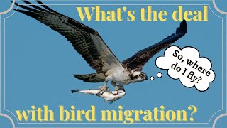 How do birds migrate  Bird Migration Facts [upl. by Hyrup]