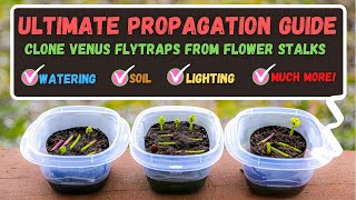 Venus Flytrap Propagation  How To Propagate Venus Flytraps From Flower Stalk Cuttings [upl. by Daus]