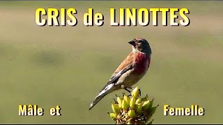 LINOTTE petits cris du mâle et de la femelle [upl. by Standish406]