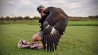 Imprinting my female Golden Eagle THE DAKOTA PROJECT [upl. by Ahsieuqal]