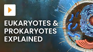 Microbiology 08 Difference Between Prokaryotic and Eukaryotic Cell  Prokaryotes amp Eukaryotes [upl. by Lennox]