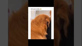 Dogs being idiots part 173 funny lovegoldens funnypets pets cutegolden petvideos funnyanimals [upl. by Hallerson]