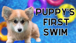 Puppy Swims for the First Time [upl. by Amary946]