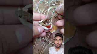 snake egg opening । snake shorts nature [upl. by Llertnauq]