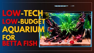 Betta Fish Tank Set Up Low tech Plants Aquarium [upl. by Egroej565]