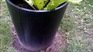 My horseradish harvest for fall 2013 [upl. by Ociredef56]