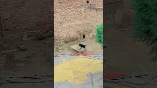 Family Dog 🐕 Malak Ka Liya Takiya Lekar Aya salmandhillon doglover funny rocky [upl. by Mimi]