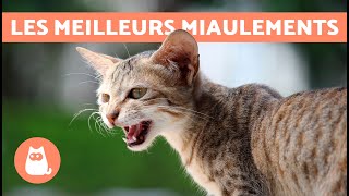 Meilleures VIDÉOS de CHAT QUI MIAULENT🐱🐾 Chat qui MIAULE en colère heureux et drôle [upl. by Eseenaj]