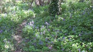 WALKING TO SEE BLUEBELLS IN A SOMERSET WOOD [upl. by Lacy695]