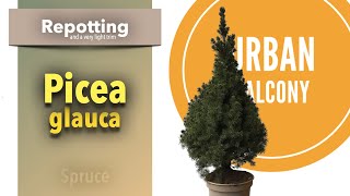 Repotting a Picea  Spruce and a very light trim Spring 2021 [upl. by Shanie160]